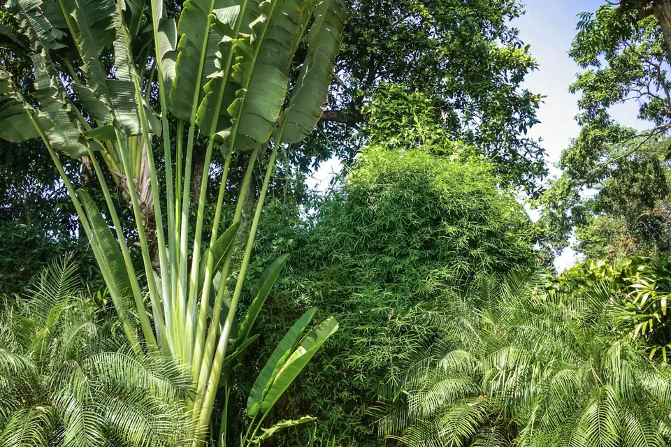 Tropical garden in Bali